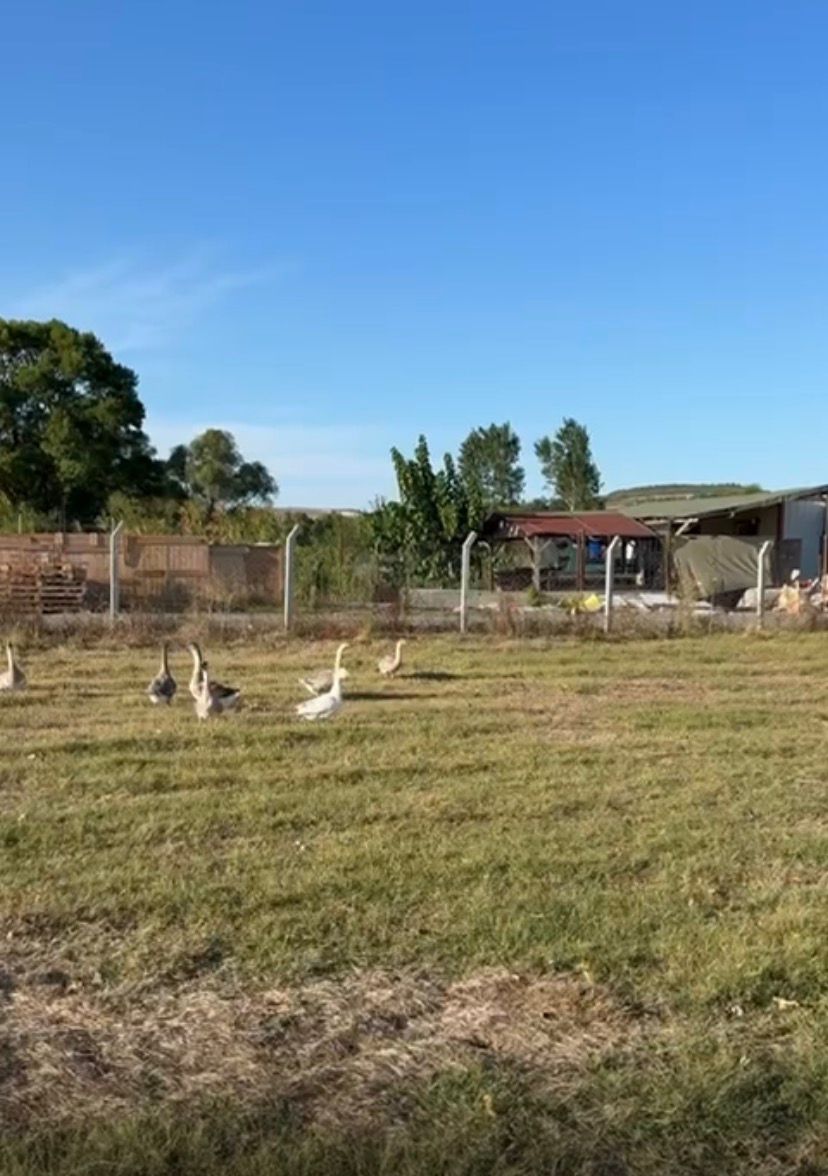 İZZETTİNDE KÖŞE BAŞI – ASFALTA CEPHELİ – 2 ADET 250 m² İMARLI PARSEL! 